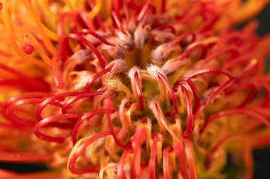 Güzel parlak çiçek Close-Up