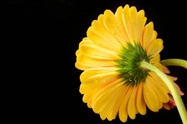 Güzel Gerbera çiçeği, yakın plan, koyu arkaplan