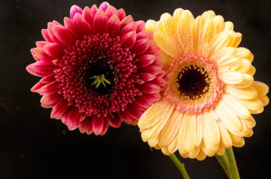 Güzel Gerbera çiçekleri, yakın plan, koyu arkaplan