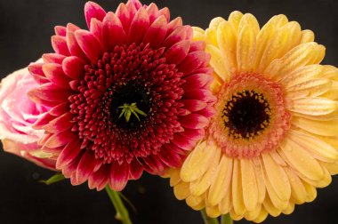 Güzel Gerbera çiçekleri, yakın plan, koyu arkaplan