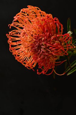 Siyah arkaplanda güzel turuncu çiçeklerin manzarasını kapat