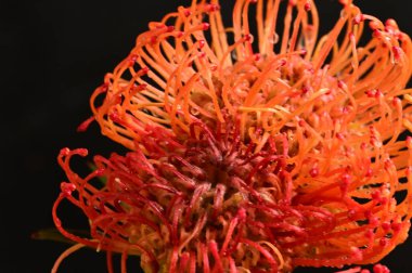 Siyah arkaplanda güzel turuncu çiçeklerin manzarasını kapat