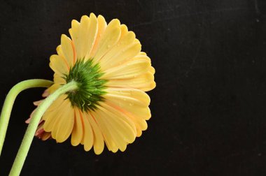 Güzel Gerbera çiçeği, yakın plan, koyu arkaplan