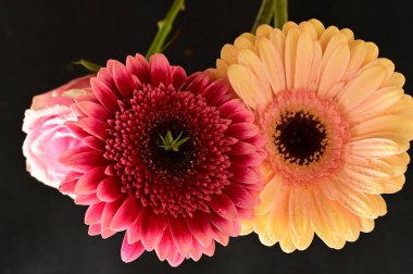 Güzel Gerbera çiçekleri, yakın plan, koyu arkaplan