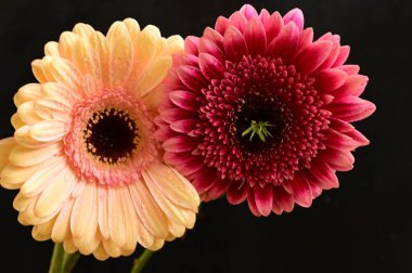 Güzel Gerbera çiçekleri, yakın plan, koyu arkaplan