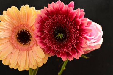 Koyu arkaplanda çiçek açan güzel bir karışım.