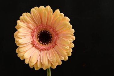 Güzel Gerbera çiçeği, yakın plan, koyu arkaplan