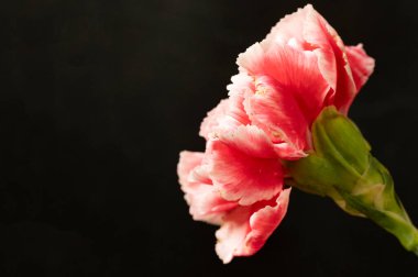 Koyu arkaplanda güzel beyaz ve pembe karanfil çiçeği