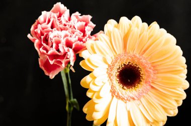 Koyu arkaplanda çiçek açan güzel bir karışım.