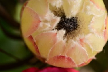 Macro 'nun açıklanmayan Kral Protea çiçeği