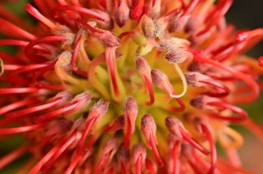 Siyah arkaplanda güzel turuncu çiçeklerin manzarasını kapat