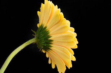 Güzel Gerbera çiçeği, yakın plan, koyu arkaplan