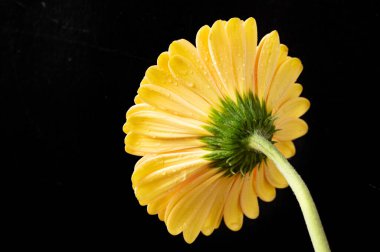 Güzel Gerbera çiçeği, yakın plan, koyu arkaplan