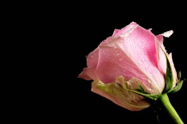 siyah arka plan üzerinde güzel pembe Gül çiçek