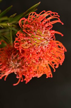 Siyah arkaplanda güzel turuncu ve kırmızı çiçekleri kapat