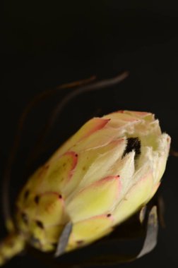 Koyu arkaplanda güzel beyaz çiçeğin yakın çekimi