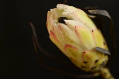 Koyu arkaplanda güzel beyaz çiçeğin yakın çekimi