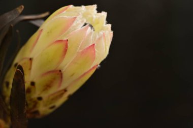 Koyu arkaplanda güzel beyaz çiçeğin yakın çekimi