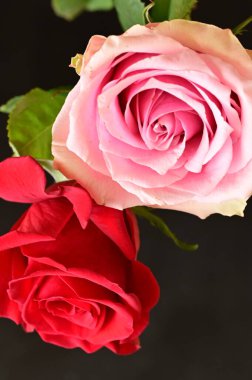 Koyu arkaplanda güzel pembe ve kırmızı gül çiçekleri.