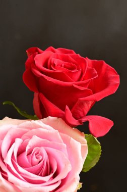 Koyu arkaplanda güzel pembe ve kırmızı gül çiçekleri.