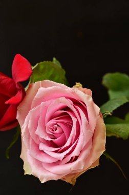 Koyu arkaplanda güzel pembe ve kırmızı gül çiçekleri.