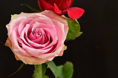 Koyu arkaplanda güzel pembe ve kırmızı gül çiçekleri.