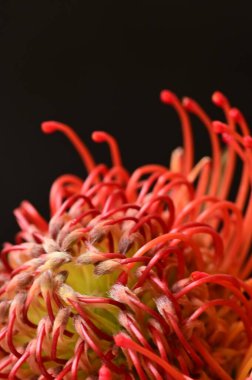 Siyah arkaplanda güzel turuncu ve kırmızı çiçekleri kapat