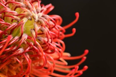 Siyah arkaplanda güzel turuncu ve kırmızı çiçekleri kapat