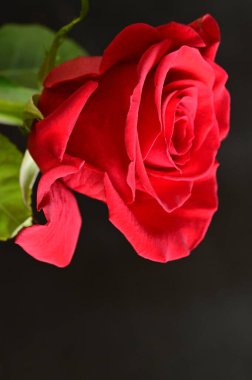 güzel siyah zemin üzerine kırmızı gül çiçek