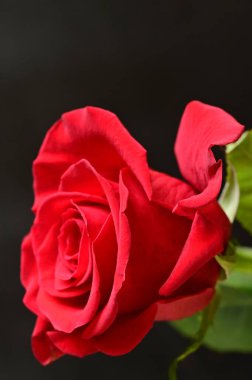 güzel siyah zemin üzerine kırmızı gül çiçek