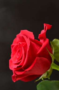 güzel siyah zemin üzerine kırmızı gül çiçek