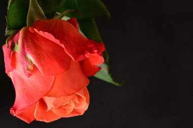 güzel siyah zemin üzerine kırmızı gül çiçek