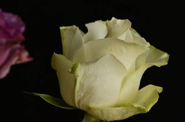 Güzel gül çiçeği, kapat