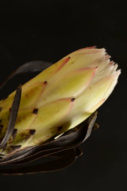 Koyu arkaplanda güzel beyaz çiçeğin yakın çekimi