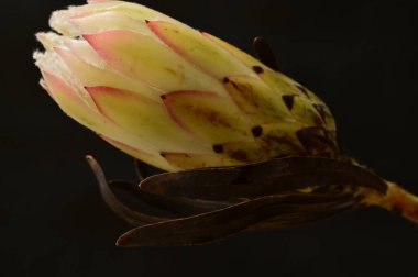 Koyu arkaplanda güzel beyaz çiçeğin yakın çekimi