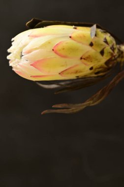 Koyu arkaplanda güzel beyaz çiçeğin yakın çekimi