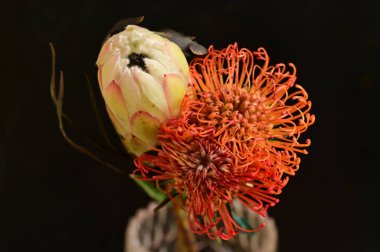 Siyah arkaplanda güzel turuncu ve beyaz çiçeklerin manzarasını kapat