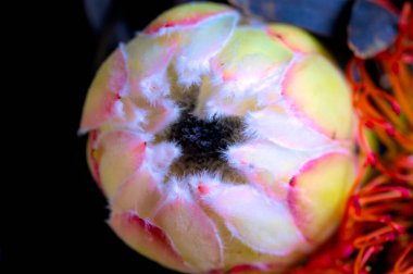 Güzel parlak çiçek Close-Up