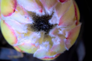 Koyu arkaplanda güzel beyaz çiçeğin yakın çekimi