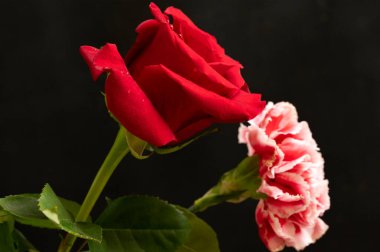 karanfil çiçekli güzel kırmızı gül, siyah arkaplanı kapat..