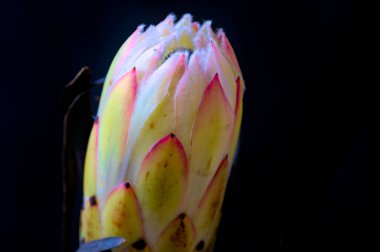 Koyu arkaplanda güzel beyaz çiçeğin yakın çekimi