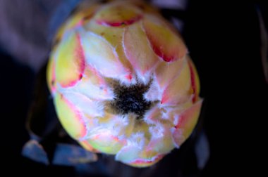 Koyu arkaplanda güzel beyaz çiçeğin yakın çekimi