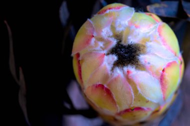 Koyu arkaplanda güzel beyaz çiçeğin yakın çekimi