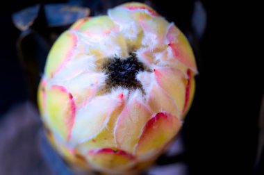 Koyu arkaplanda güzel beyaz çiçeğin yakın çekimi