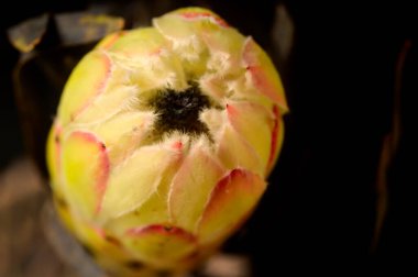 Koyu arkaplanda güzel beyaz çiçeğin yakın çekimi