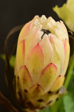 Koyu arkaplanda güzel beyaz çiçeğin yakın çekimi