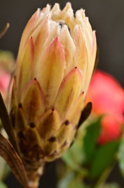 Güzel parlak çiçek Close-Up