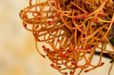 Bahçede yetişen güzel portakal çiçeklerinin yakın görüntüsü