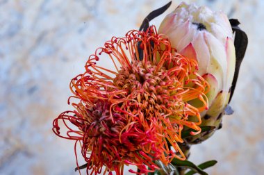 Güzel çiçekler, yakın manzara. 