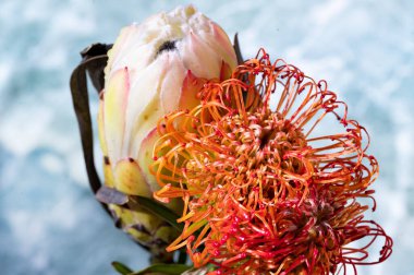 Güzel çiçekler, yakın manzara. 